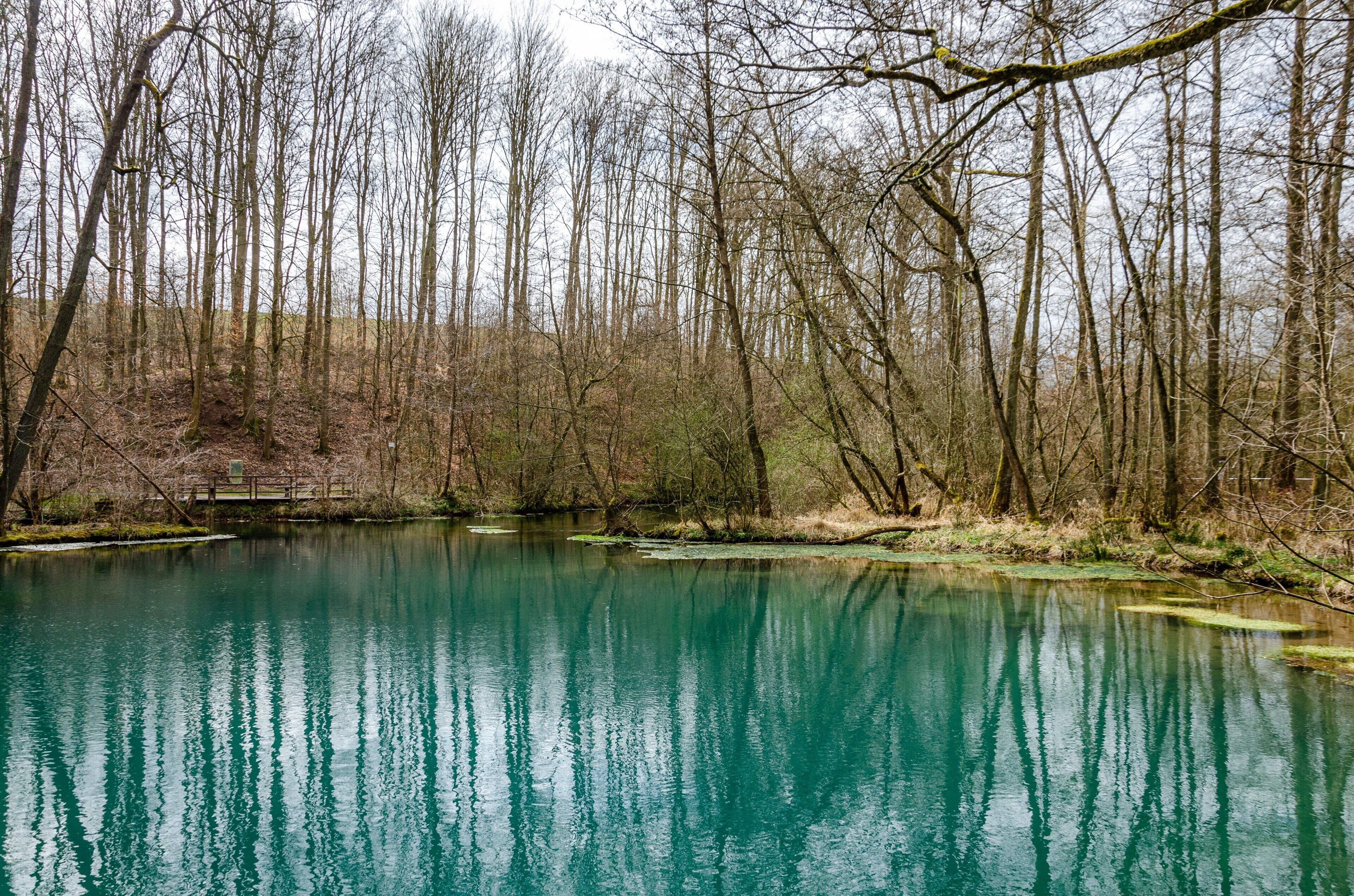 Une zone boisée paisible, avec une étendue d’eau calme où se reflètent les arbres.