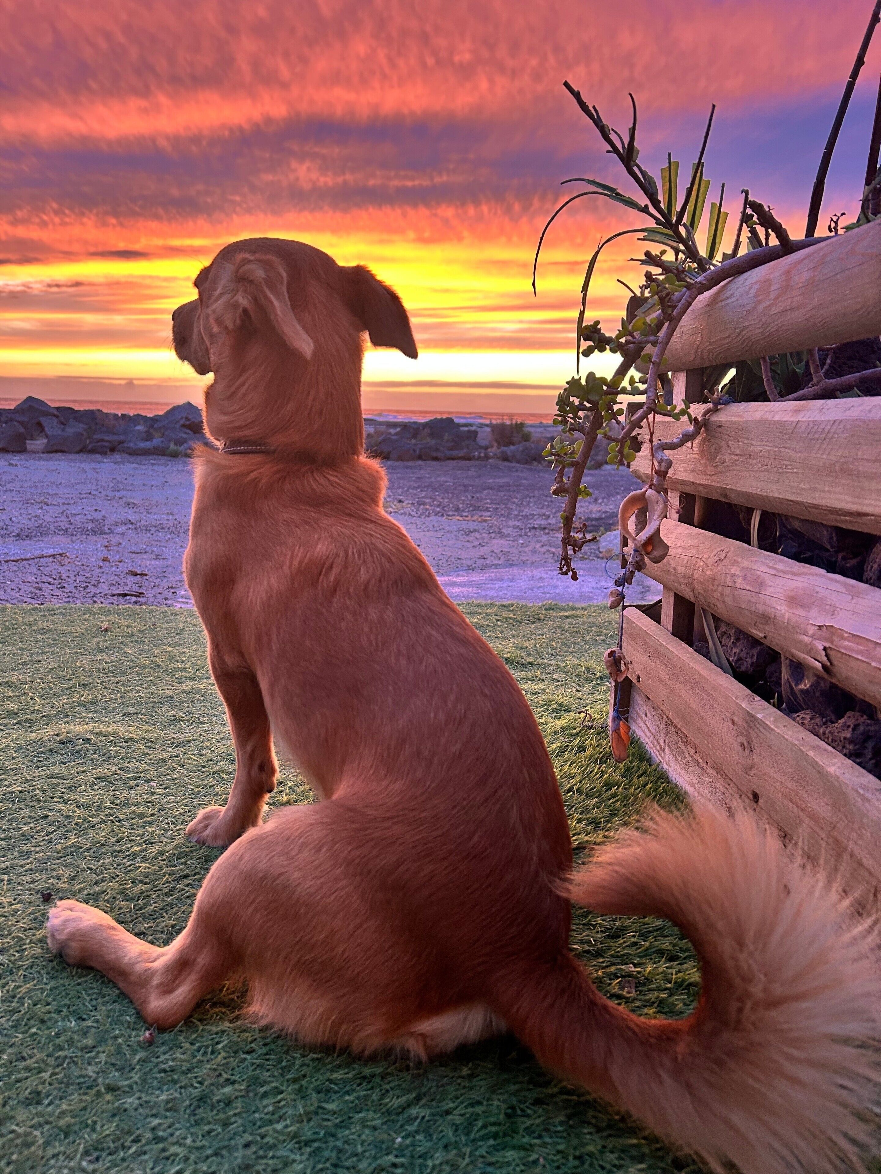 Un chien assis sur l’herbe, avec une clôture en bois et une plante en arrière-plan.
