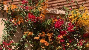 A wall covered with flowering vines in various colors. - La Perla de Marrakech (Marrakech)