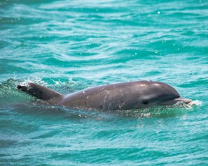 A dolphin swimming in clear turquoise water.