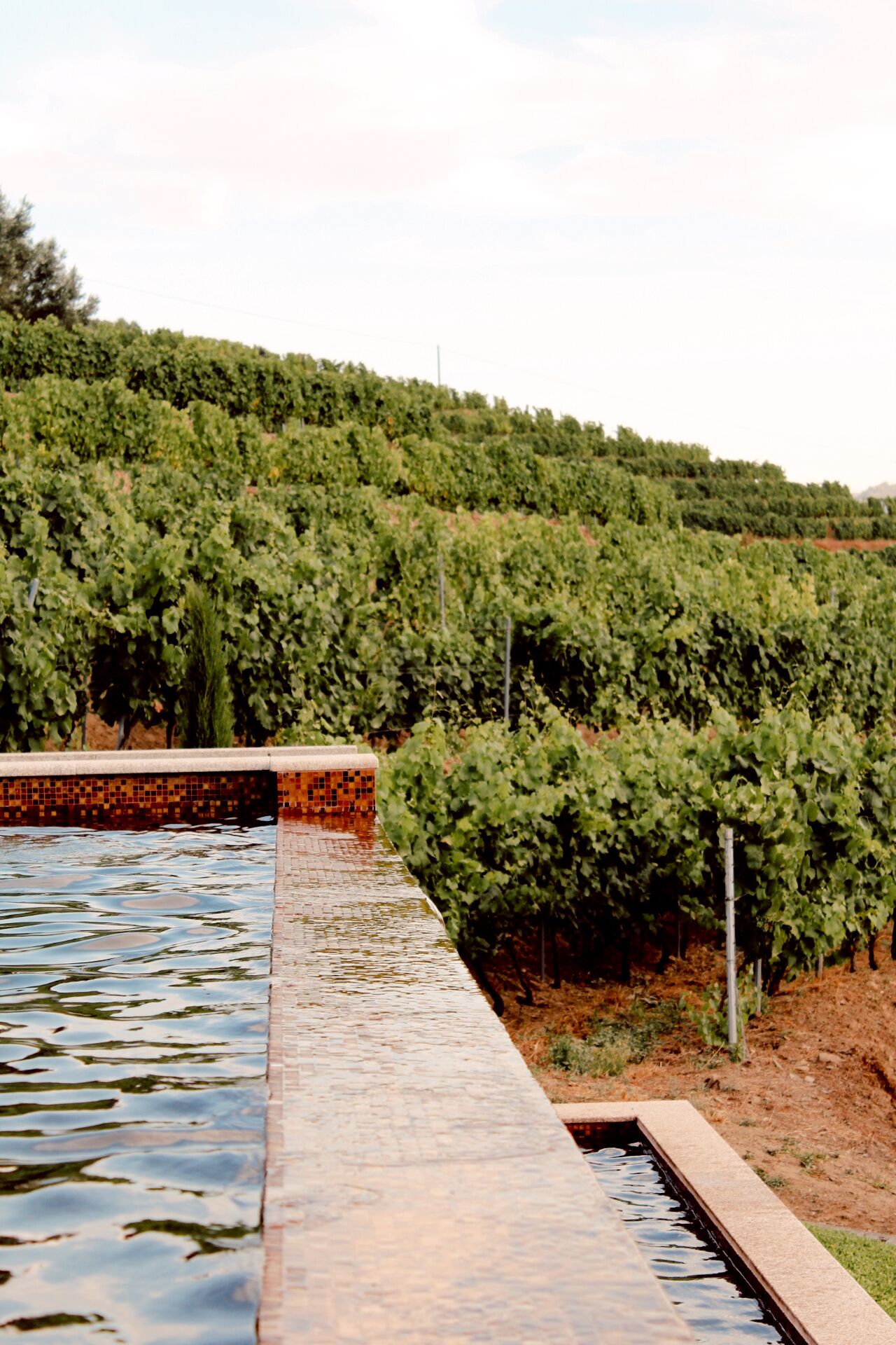 Una piscina con borde de azulejos, rodeada por un viñedo.