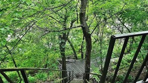 A wooden staircase leading into a forested area with railings. - CL 1181 Cypress Ridge (Canyon Lake)