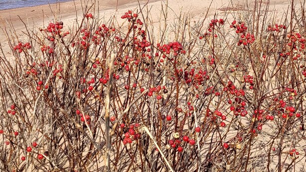 A beach with dry branches and red berries in the foreground and a clear blue sky with a calm sea in the background. - 5 Star Log Beach House by the Ocean (Saint Peters Bay)
