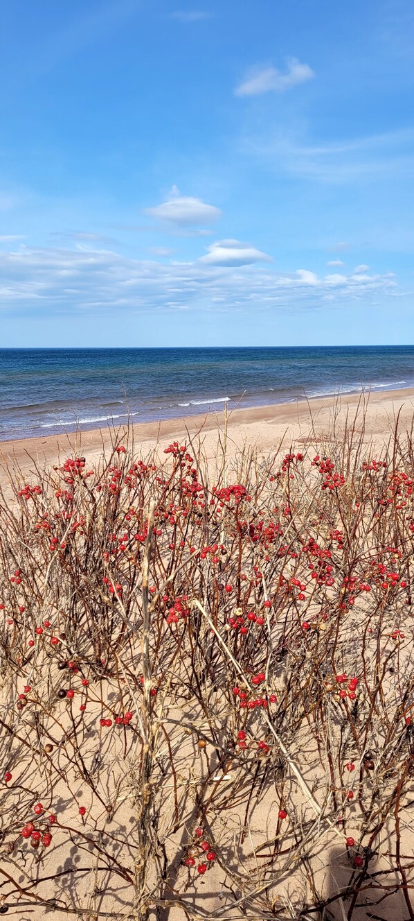 Nær stranden, solsenger og strandhåndklær