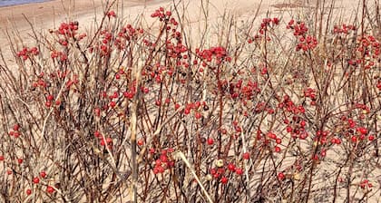 5 Star Log Beach House by the Ocean