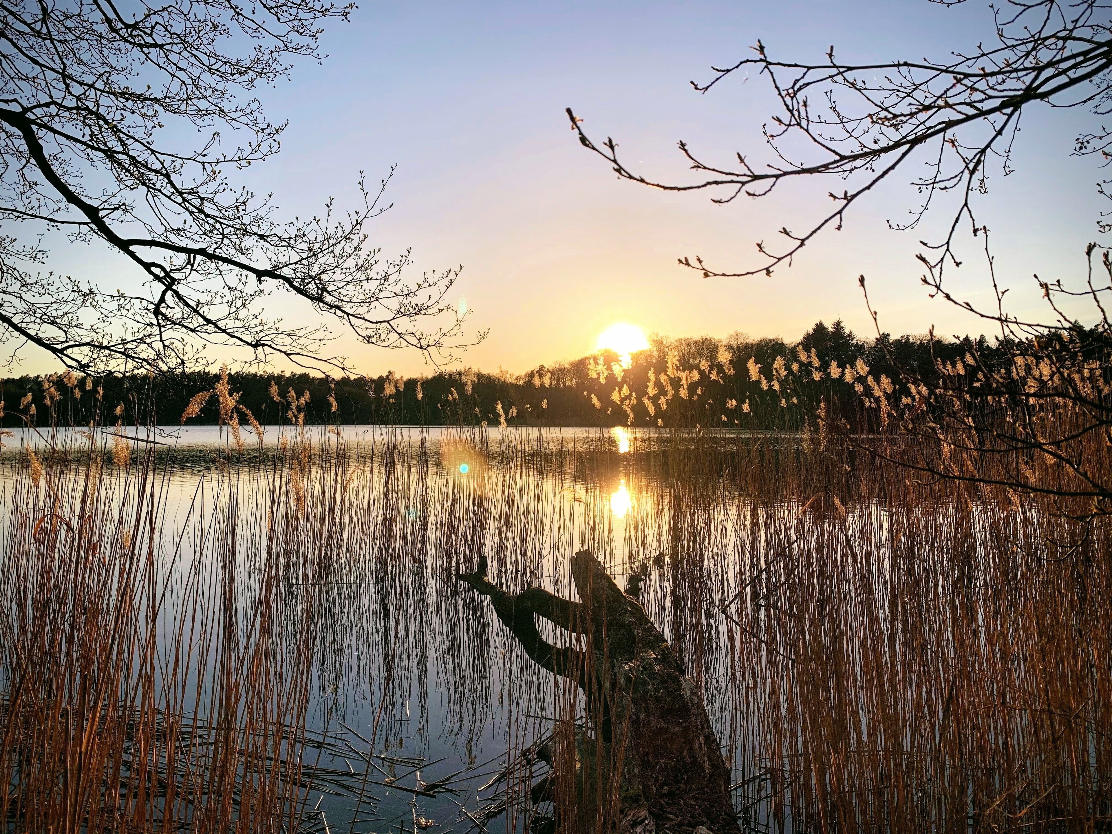 A serene lakeside view at sunset with reflections of trees and reeds.