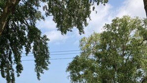 A beach view with a wooden swing set, a flag, and a tree in the foreground.