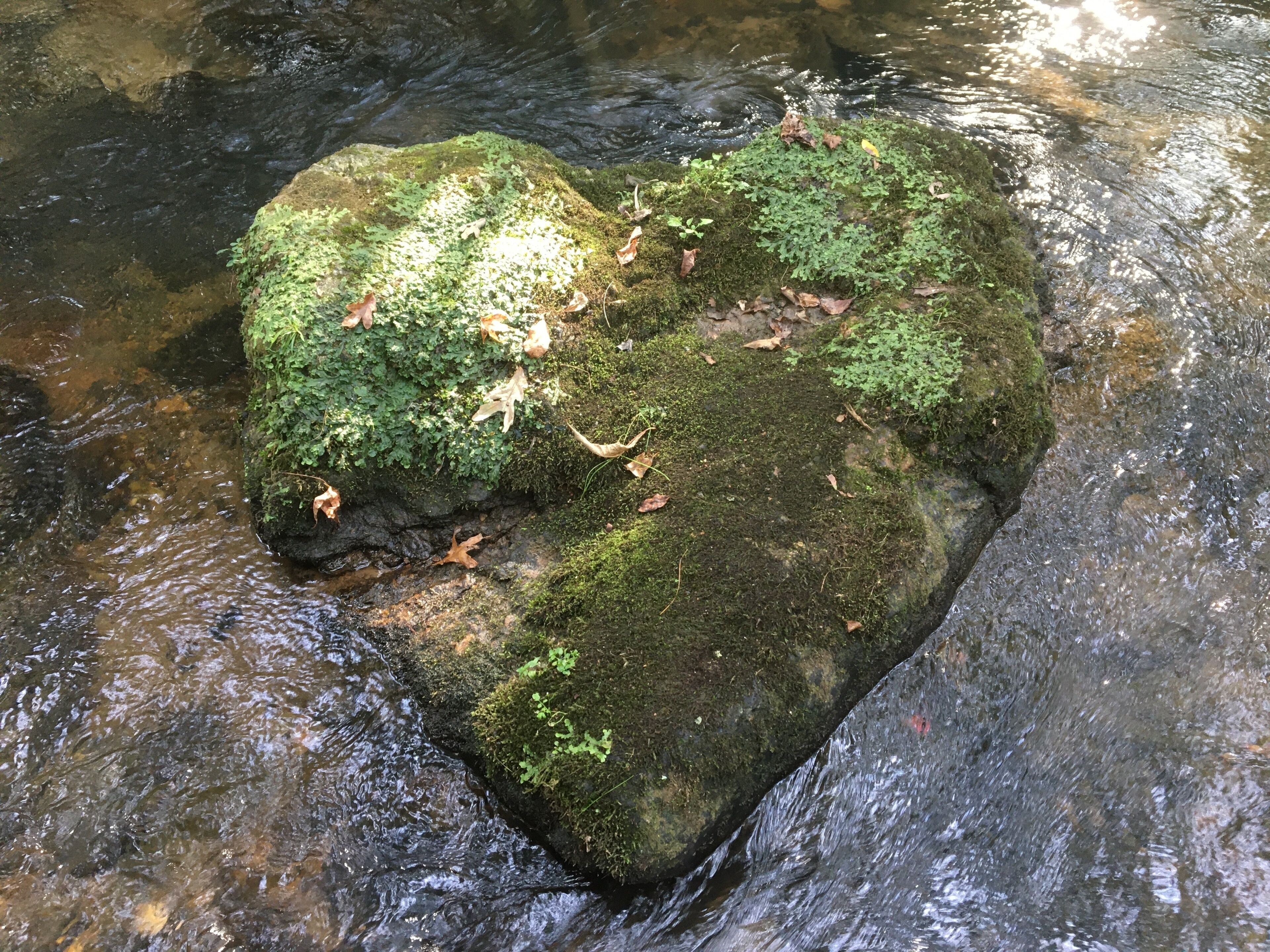 Custom Wood, Trout Stream, Natural Beauty Privacy 2Br 2Bath, 2 Acres, Immaculate