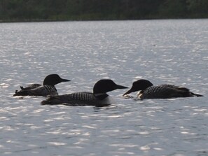 Unclassified image, 3 of 27, button