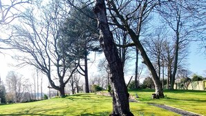 A park with a paved walkway, green grass, and trees.