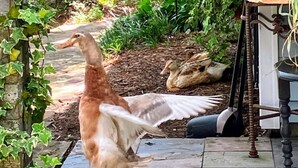 Un jardín con cerca de madera, un bebedero para pájaros y un pato.