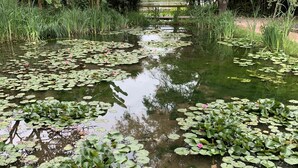 Un étang paisible, parsemé de nénuphars et de lotus, entouré d’une végétation luxuriante et d’arbres.