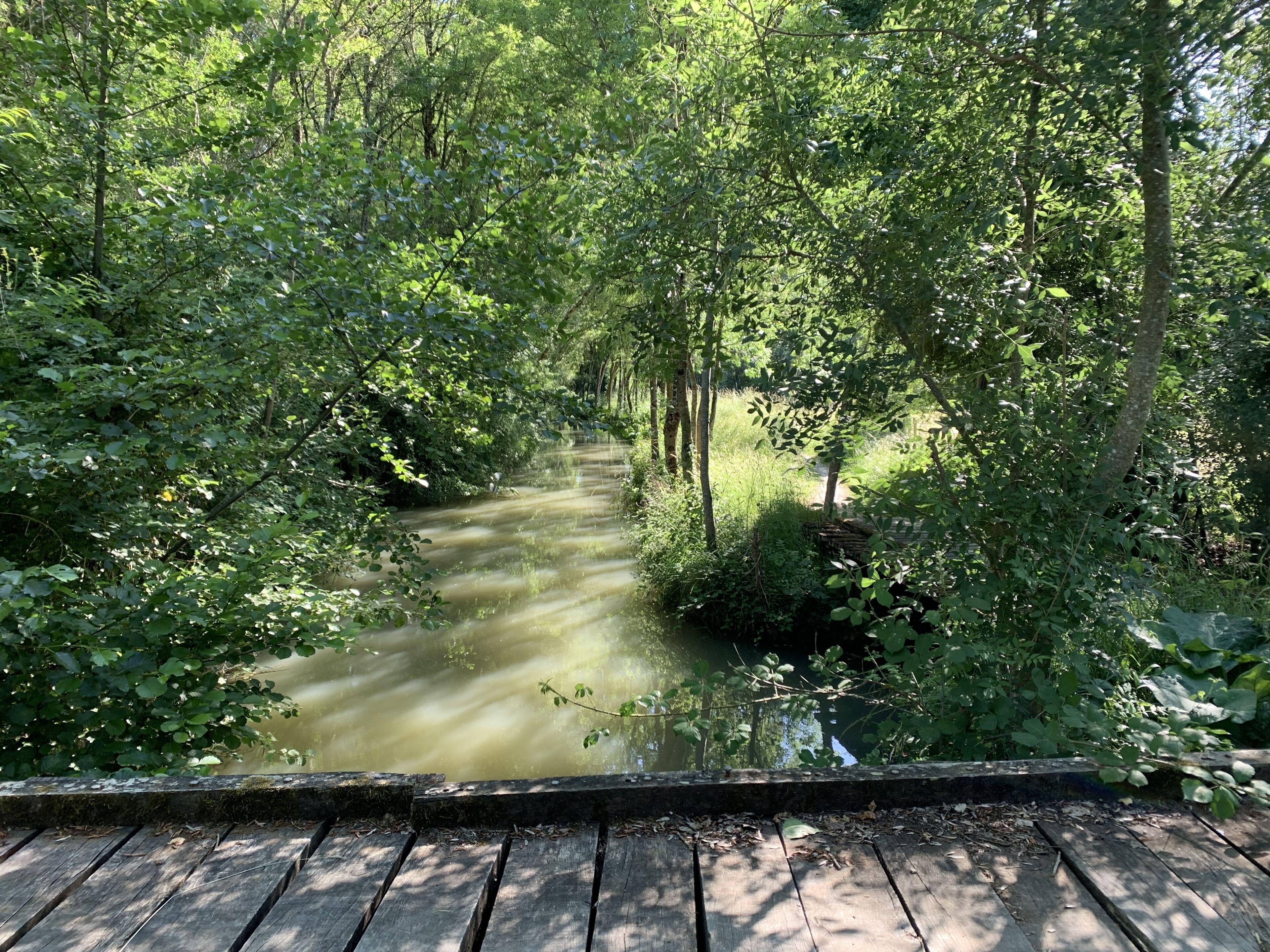 Un puente de madera sobre un río tranquilo rodeado de abundante vegetación verde.