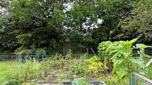 Un jardin avec différentes sortes de plantes et une clôture en fil de fer.