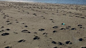 Una platja amb petjades a la sorra i un cel serè.
