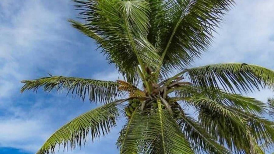 Pousada Caribe Itacimirim