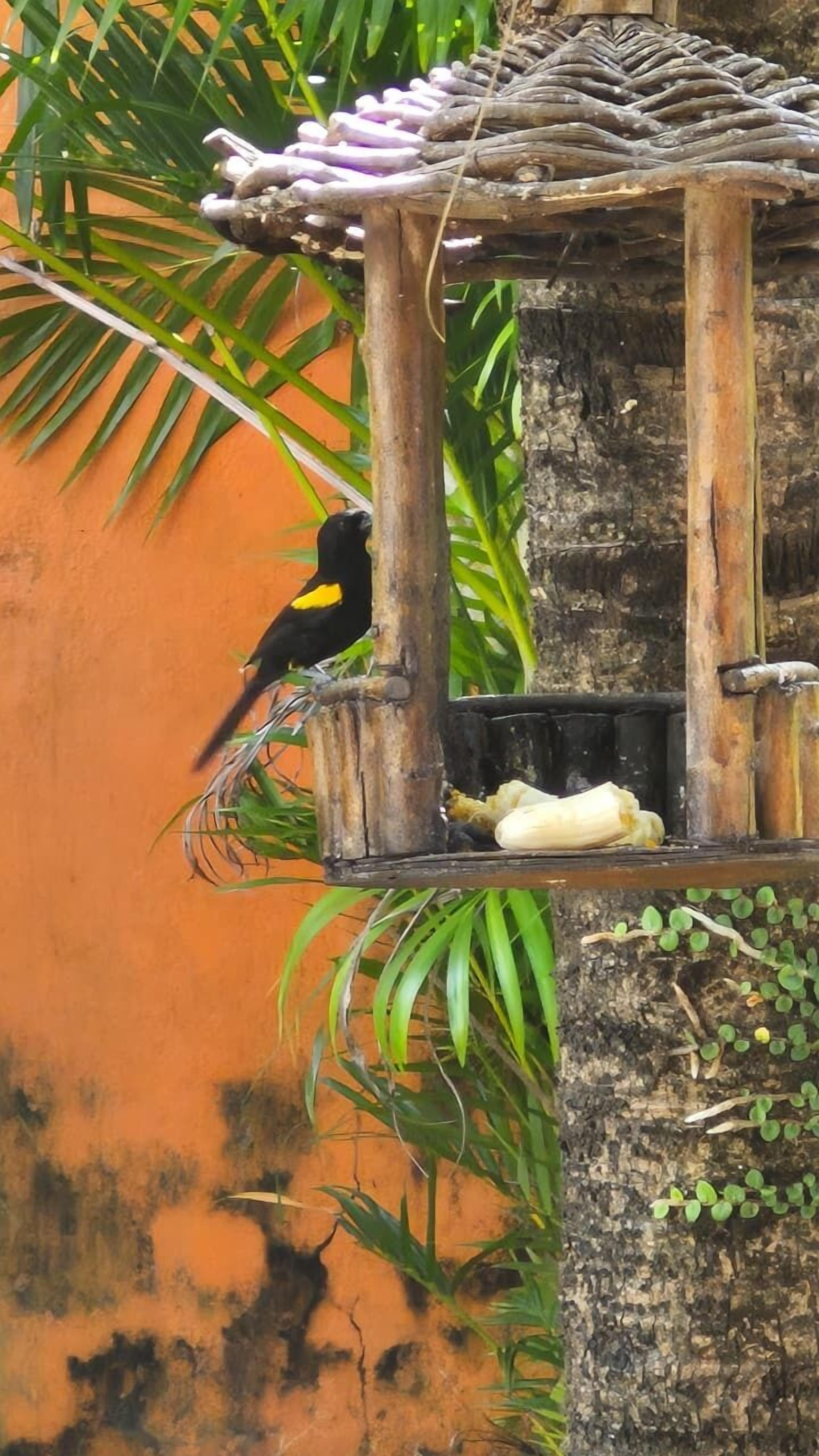 A birdhouse with a hanging perch and a white object on the platform, set against a tree and an orange wall.