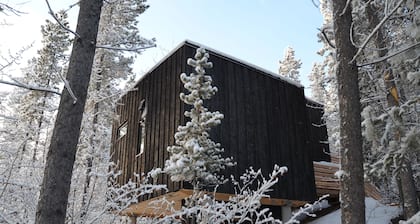 Yukon Black Spruce