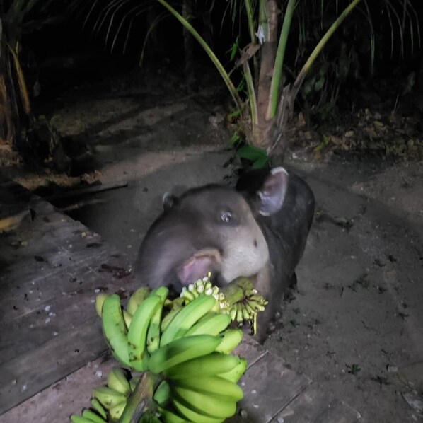 Un cerdo comiendo plátanos en un área poco iluminada con suelo de concreto y algo de vegetación al fondo.