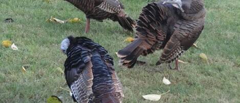 Three turkeys on a grassy field with a wooden fence in the background.