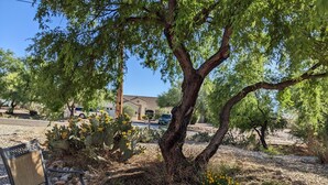Un paysage désertique avec un grand arbre, un cactus et un banc.