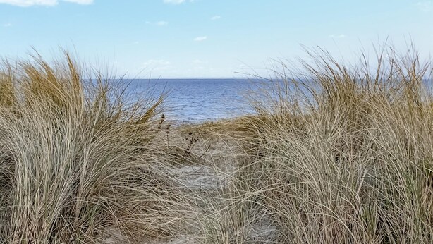 Un sendero bordeando la playa que conduce al océano, rodeado de pastos altos.