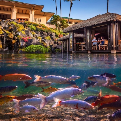 Love Nest - Luxury Studio in tropical gardens with koi ponds, waterfalls