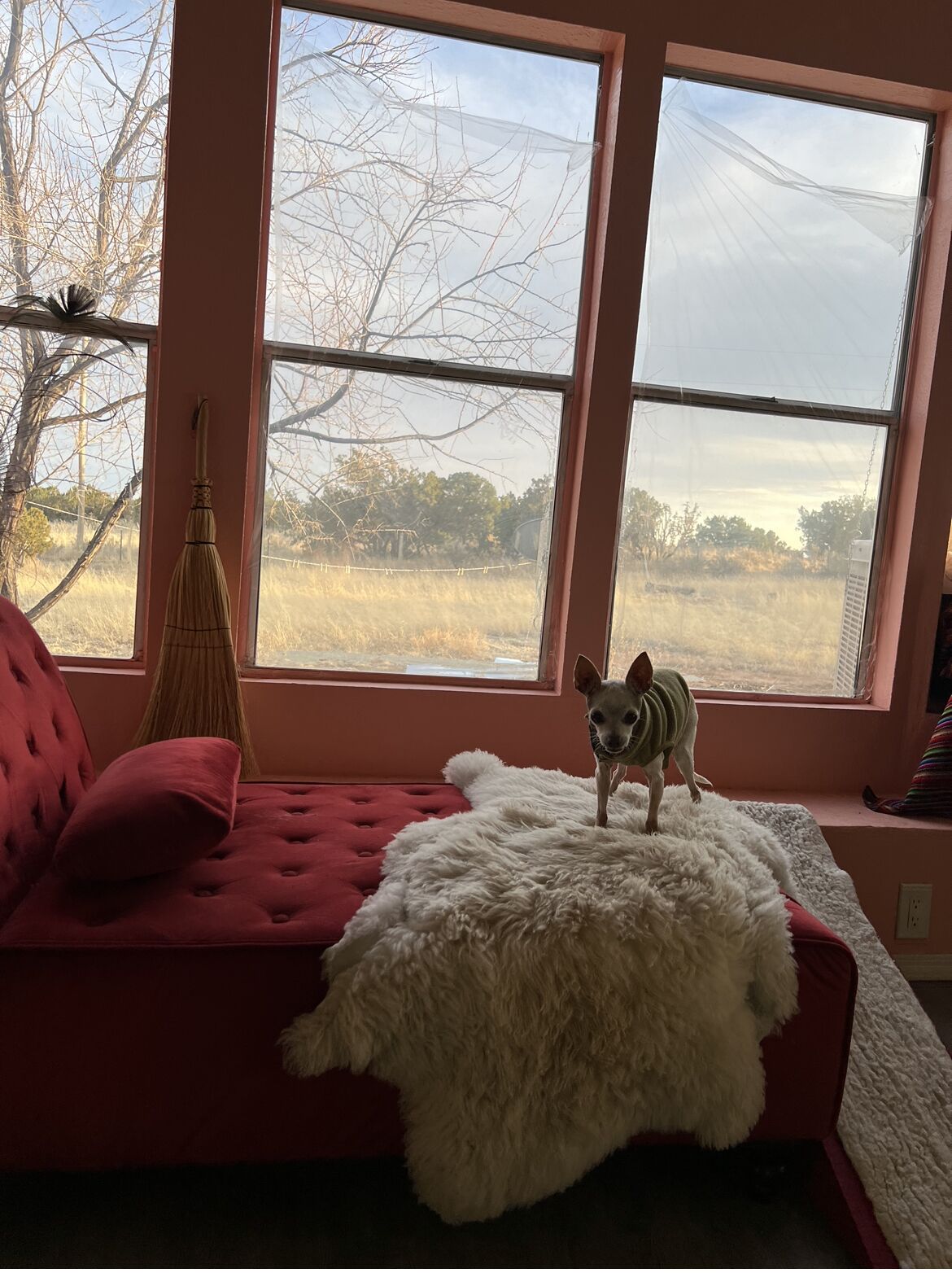 neighbors are llamas 🦙 and junipers 🌳 