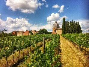 A vineyard with rows of grapevines and a building with a dome in the background.