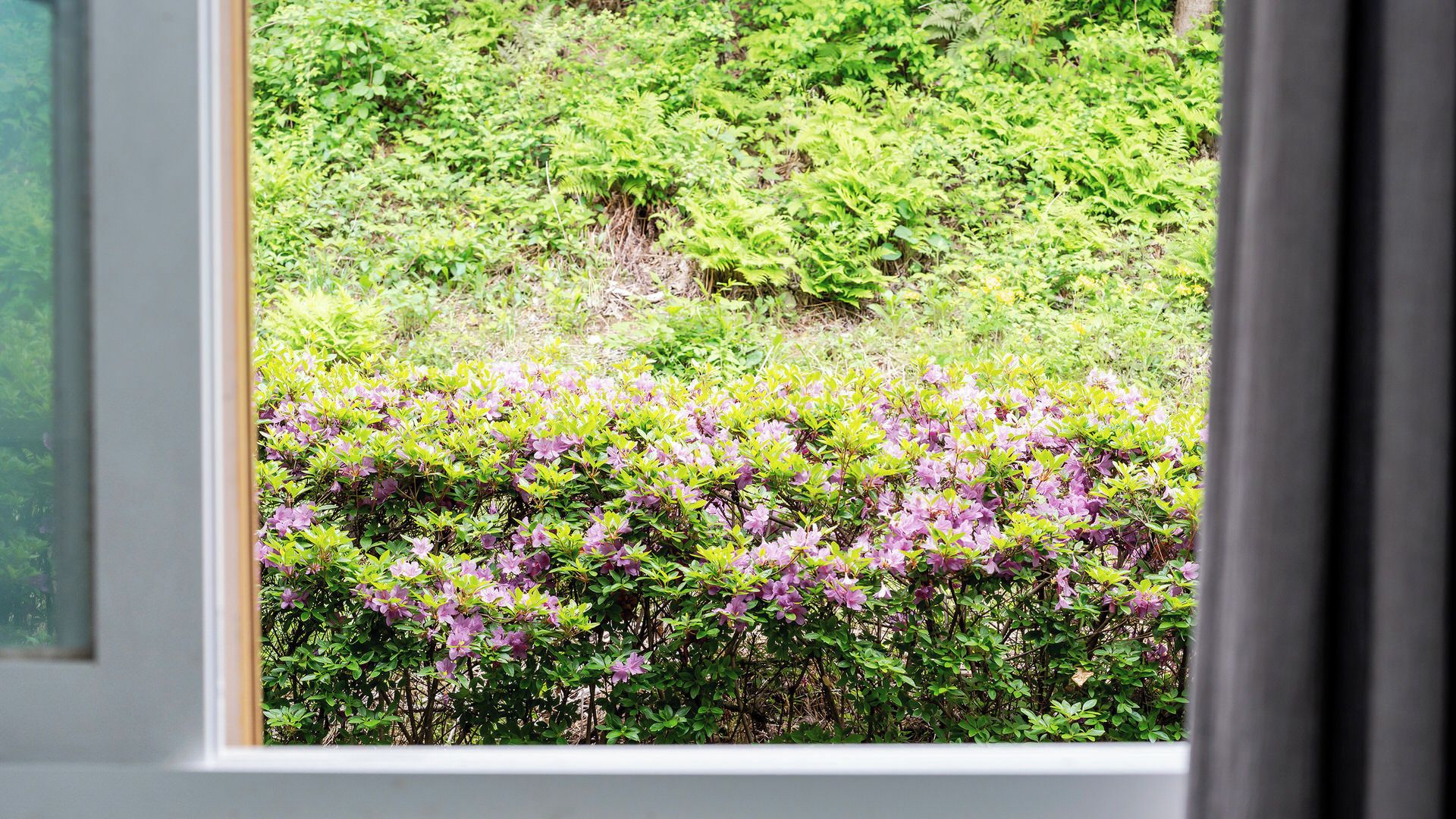 Vista desde una ventana a un jardín con follaje tupido y flores púrpuras.