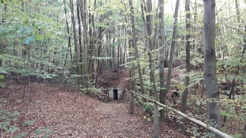 A forested area with a small, dark structure in the background.