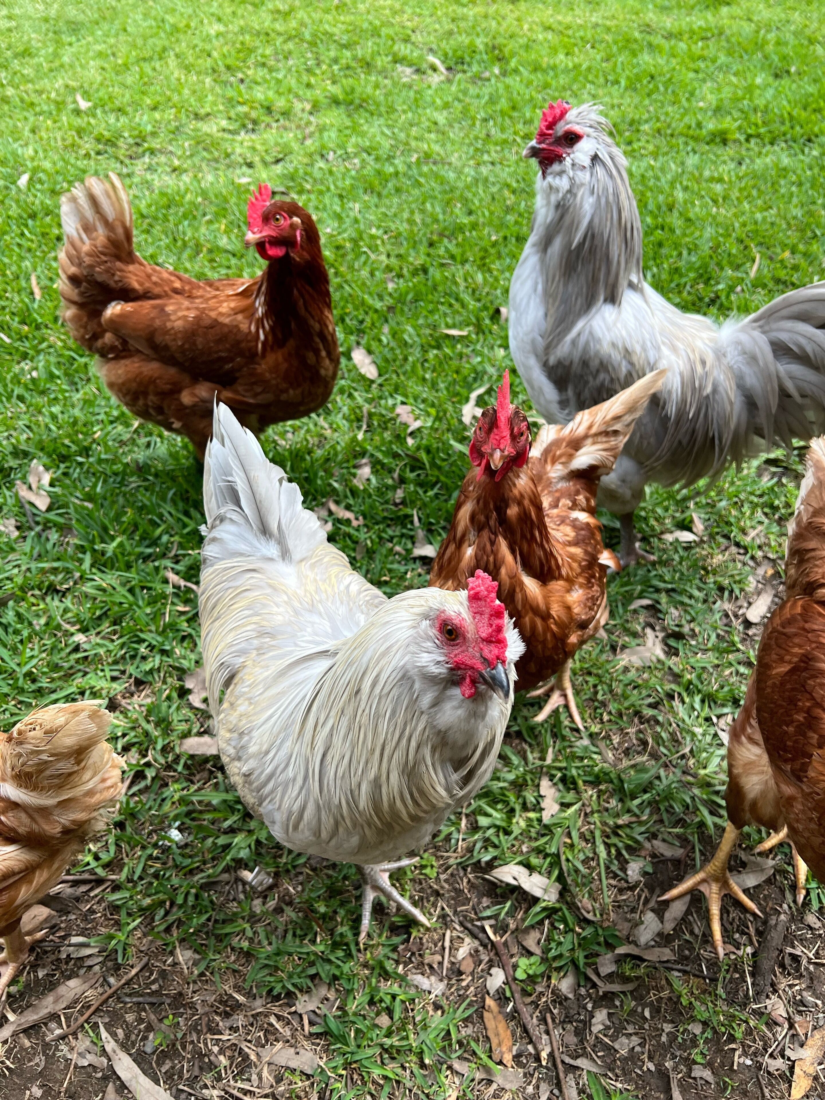 Un groupe de poules se trouve dans un espace herbeux.