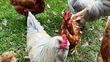 Un groupe de poules se trouve dans un espace herbeux.