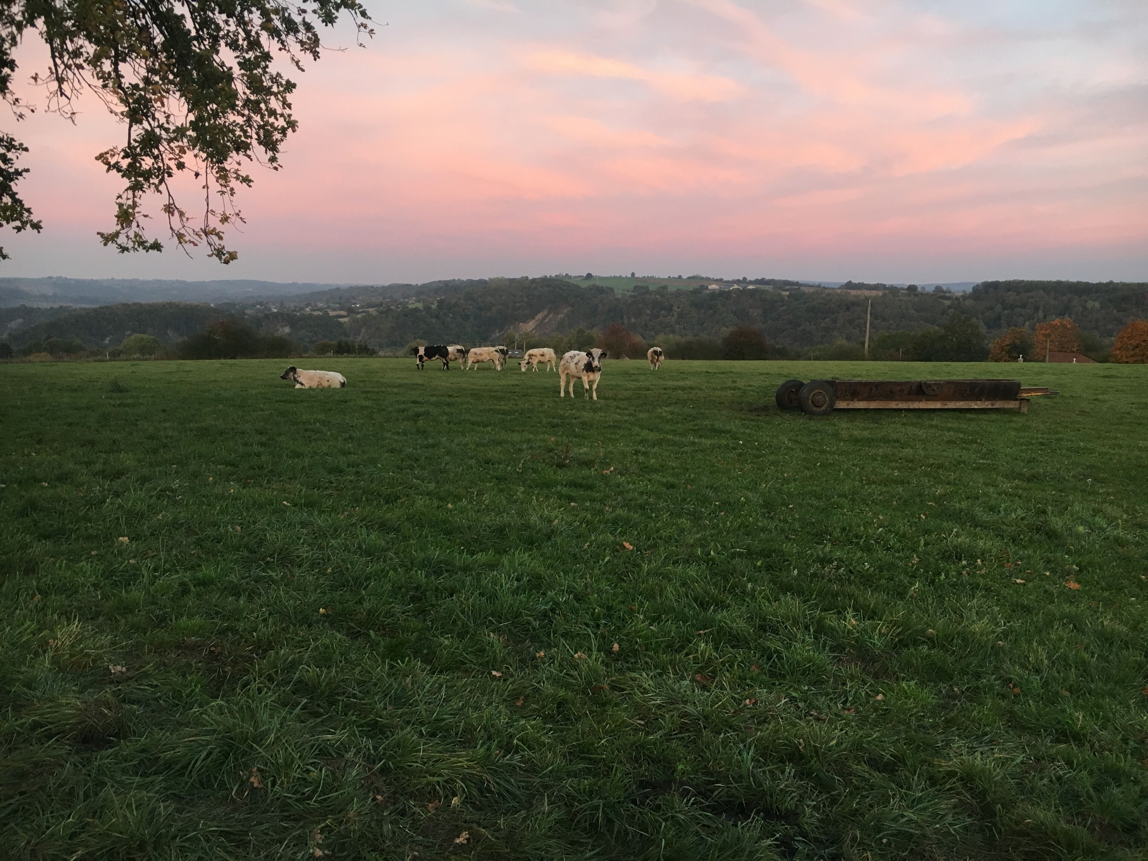 A grassy field with cows grazing, a trailer, and a tree.