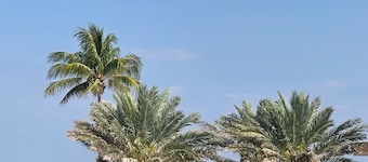 The Marlin Beachside