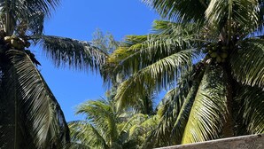 A boat with a worn surface, supported by wooden posts, in a sandy area with palm trees in the background. - Private Beach  experience, 5 minutes from West End (West End)