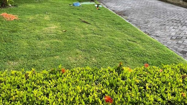 Rua residencial com casas, palmeiras e gramado bem cuidado.