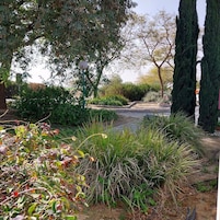 Un jardín con diversas plantas y árboles, un sendero y un poste de luz.
