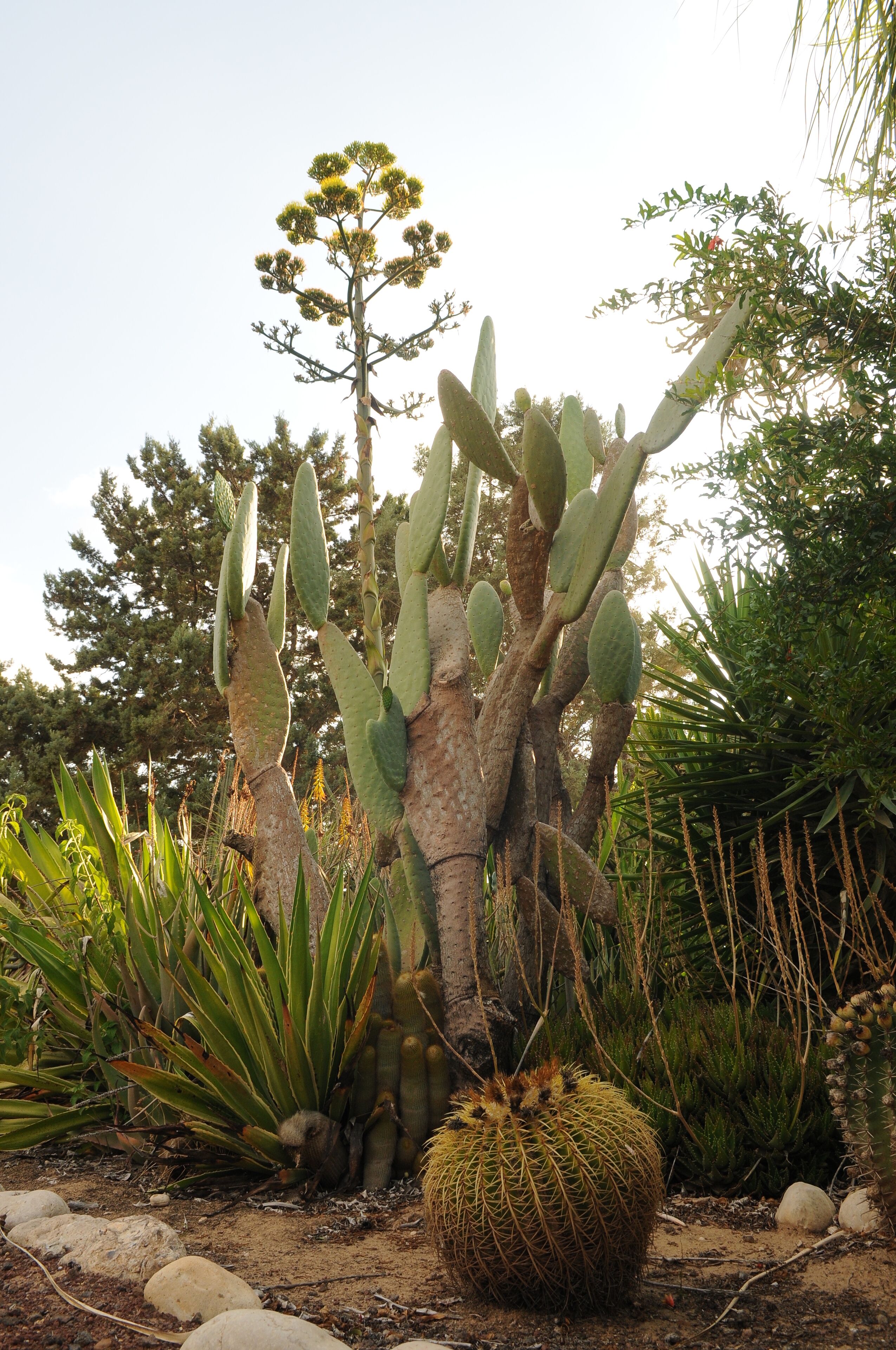 A cactus garden with various cacti and succulents.