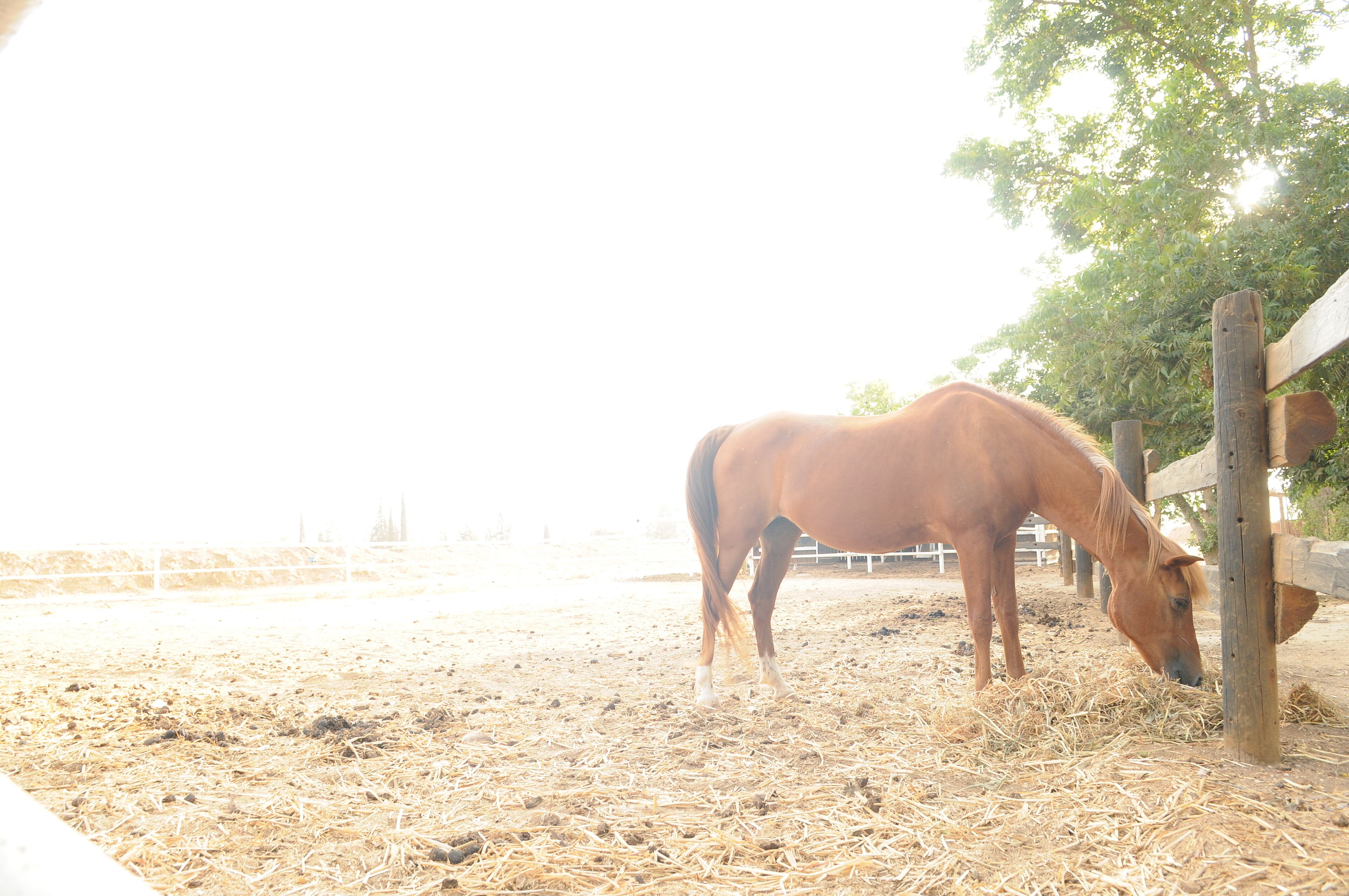 A horse in a stable eating hay.