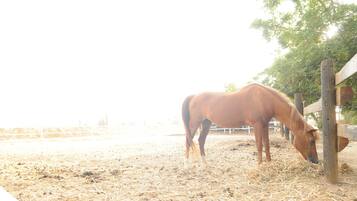 A horse in a stable eating hay.