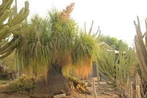 A cactus garden with various types of cacti and a wooden structure in the background. - Mandara - Country Lodging (Eshkol)