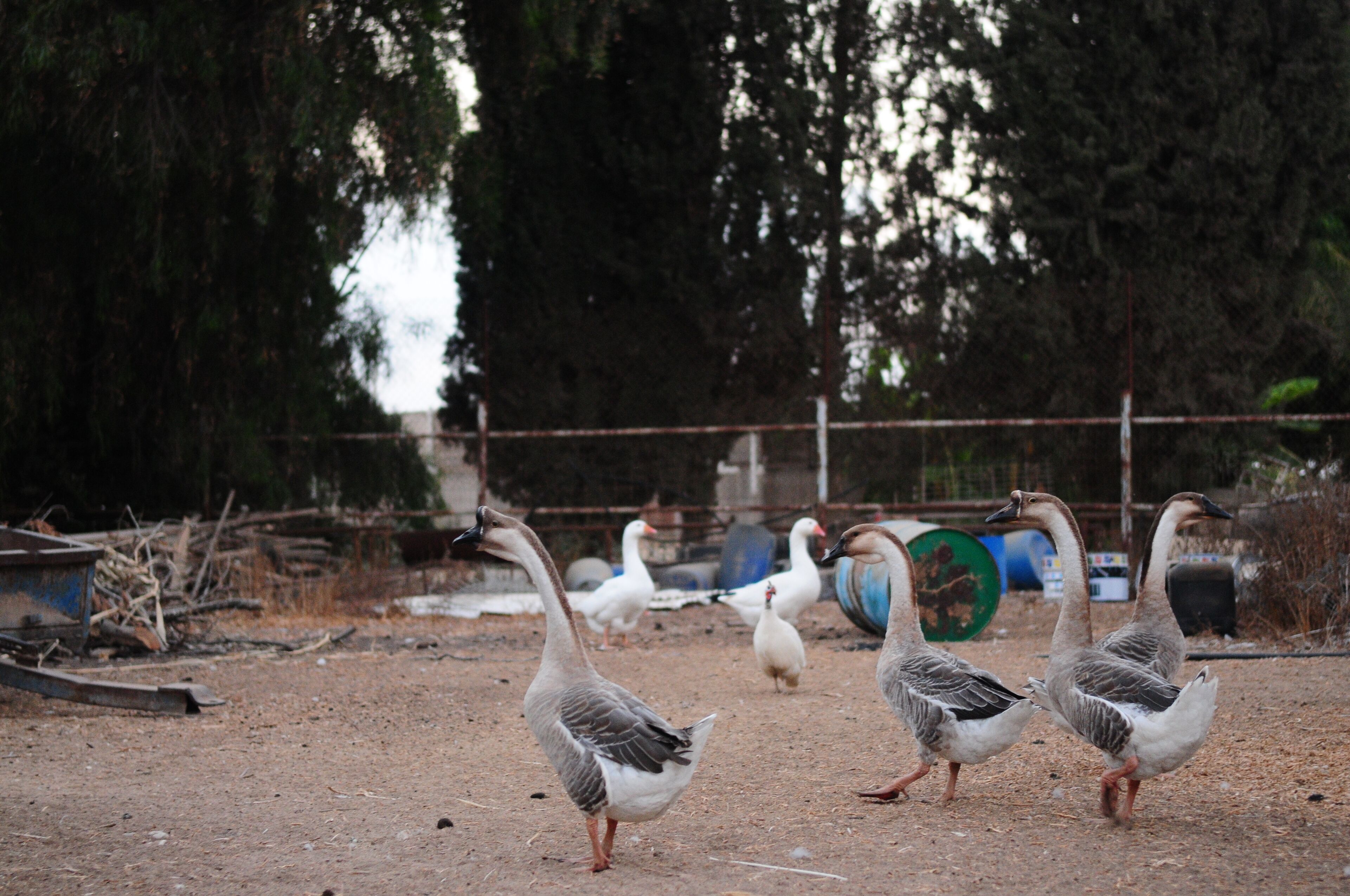 Un grupo de gansos caminando por un sendero de tierra con una cerca y árboles al fondo.