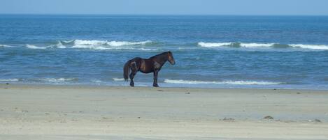 Plage à proximité