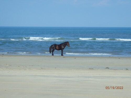 Octopus Oasis Carova Beach OBX WILD HORSES. 4x4/AWD is needed to access house.