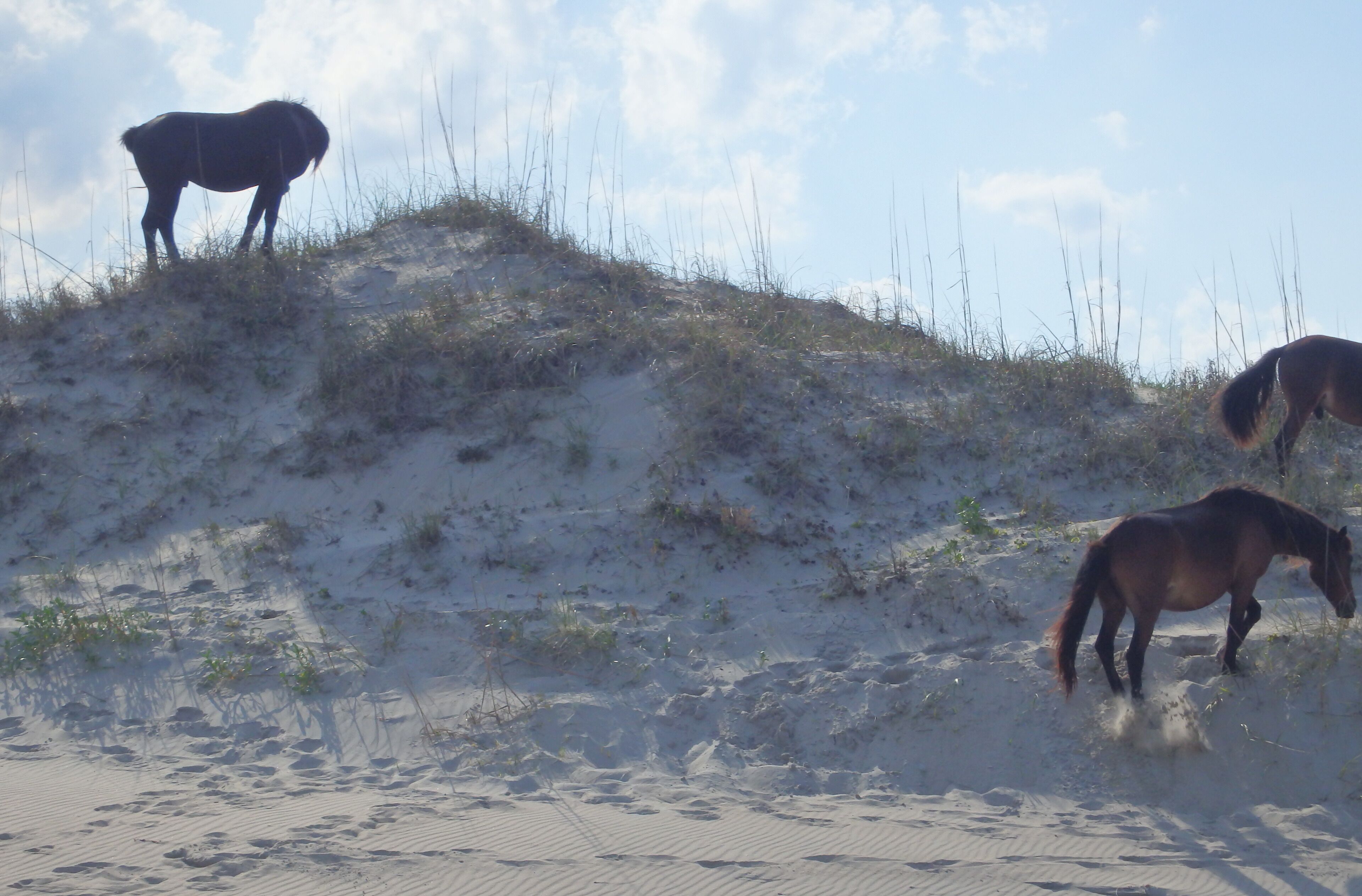 Una playa arenosa con caballos sobre una duna.