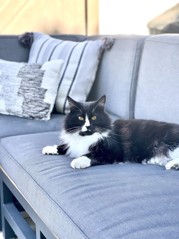 A black and white cat lying on a grey sofa with cushions.