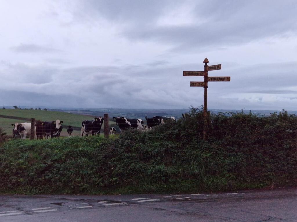 A rural road with a directional signpost and a herd of cows in the background.