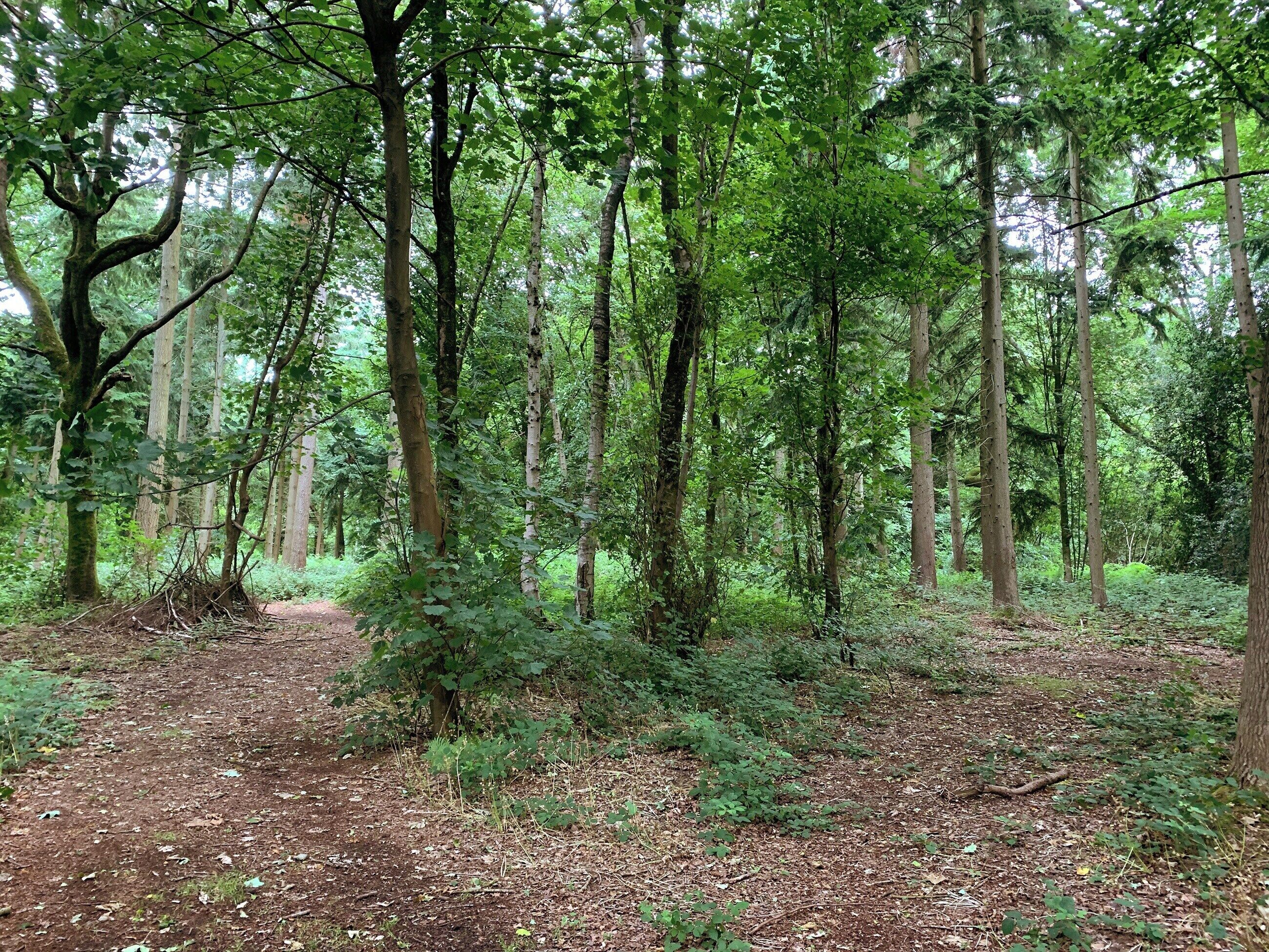 Un bosque denso con árboles altos y un sendero de tierra.