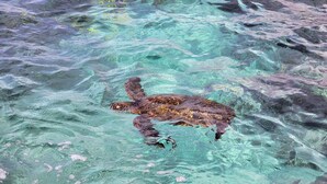Una tortuga nadando en agua cristalina.